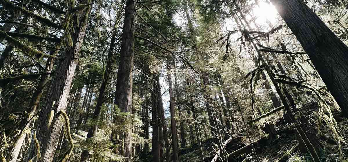 Old growth forest on Vancouver Island
